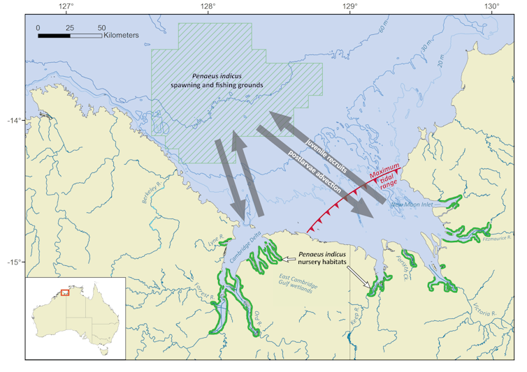 An El Niño hit this banana prawn fishery hard. Here’s what we can learn from their experience