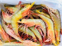 An El Niño hit this banana prawn fishery hard. Here’s what we can learn from their experience