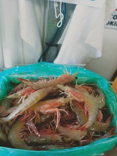 An El Niño hit this banana prawn fishery hard. Here’s what we can learn from their experience