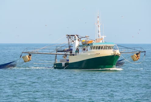 An El Niño hit this banana prawn fishery hard. Here’s what we can learn from their experience