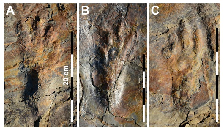 120 million years ago, giant crocodiles walked on two legs in what is now South Korea