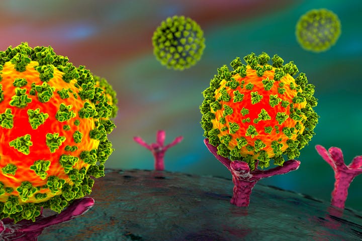  Illustration of the initial stage of COVID-19 infection: SARS-CoV-2 virus particles binding to specific receptors on the surface of cells.