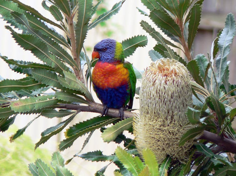 The coastal banksia has its roots in ancient Gondwana