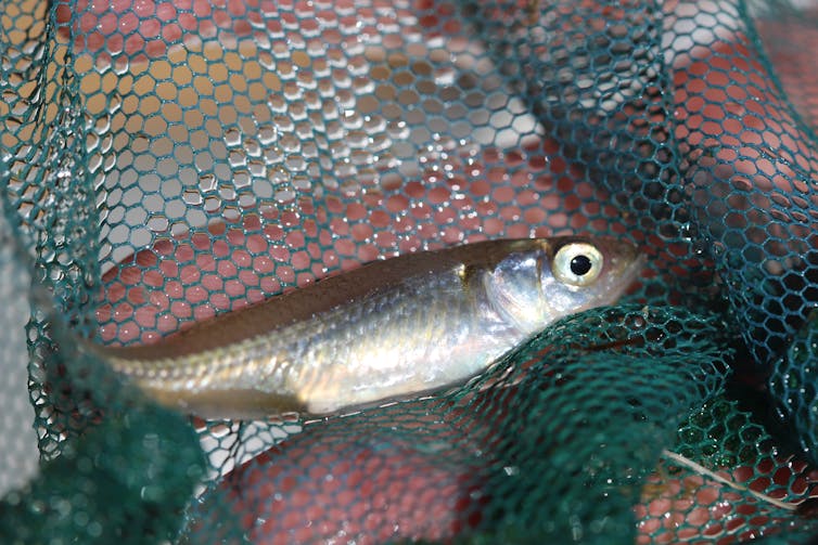 experts react to plans to release 2 million fish into the Murray Darling