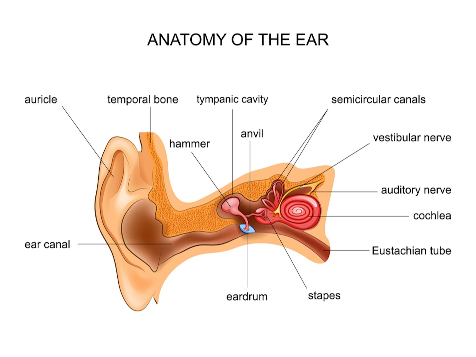 auditory nerve ear