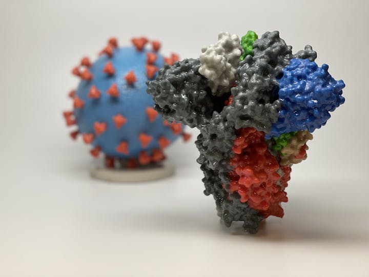  3D print of a spike protein of SARS-CoV-2 in front of a 3D print of a SARS-CoV-2 virus particle. The spike protein (foreground) enables the virus to enter and infect human cells. On the virus model, the virus surface (blue) is covered with spike proteins (red) that enable the virus to enter and infect human cells. Photo, U.S. National Institutes of Health.