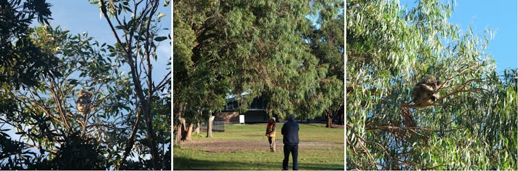 Heat-detecting drones are a cheaper, more efficient way to find koalas