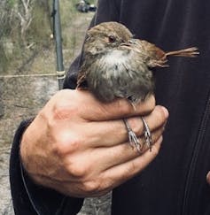 Our helicopter rescue may seem a lot of effort for a plain little bird, but it was worth it