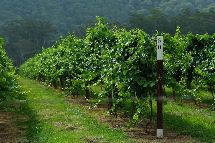 Pass the shiraz, please: how Australia's wine industry can adapt to climate change