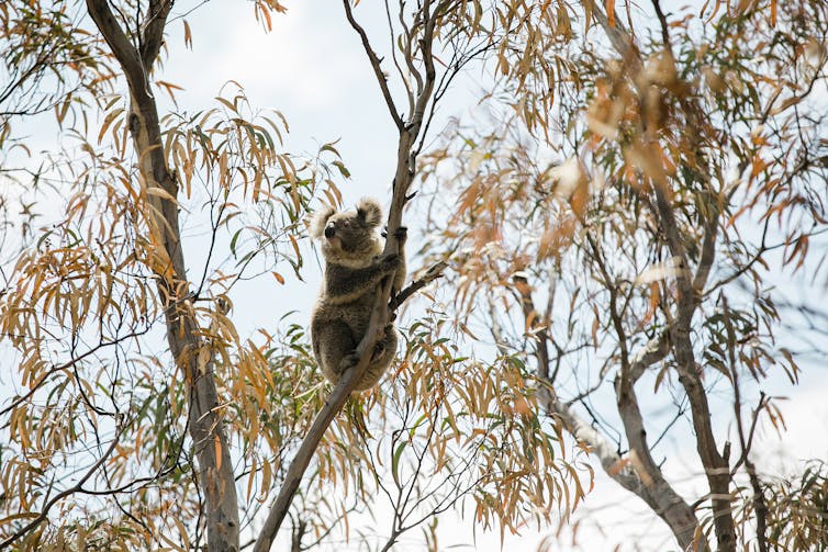 Stopping koala extinction is agonisingly simple. But here's why I'm not  optimistic