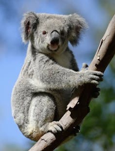 Heat-detecting drones are a cheaper, more efficient way to find koalas