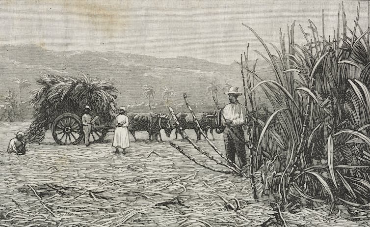 A printed illustration of sugar cane in Jamaica in the 1800s