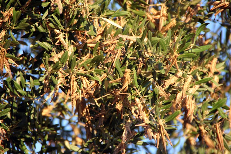 Huge locust swarms are threatening food security, but drones could help stop them