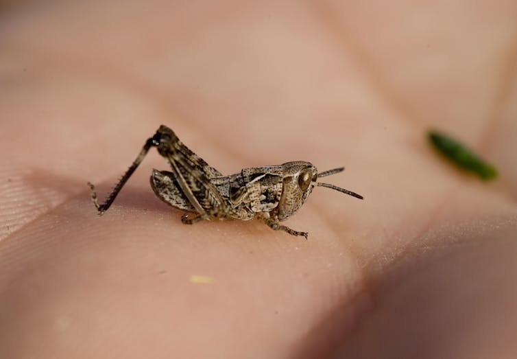 Huge locust swarms are threatening food security, but drones could help stop them