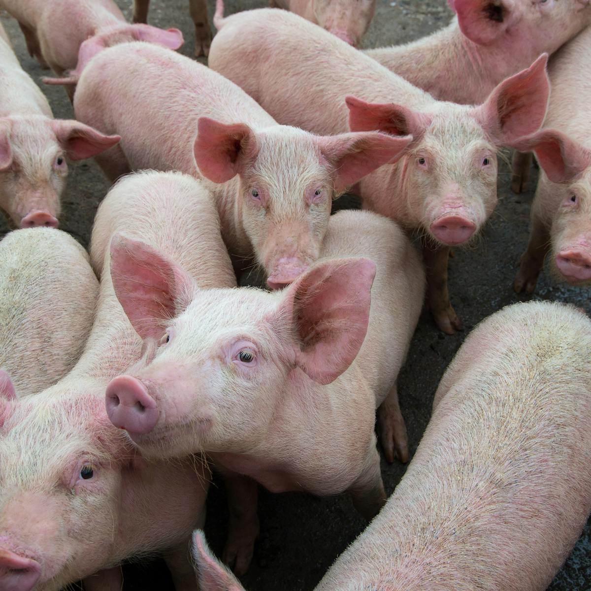 Why Nigeria S African Swine Fever Outbreak Will Hit Farmers Hard
