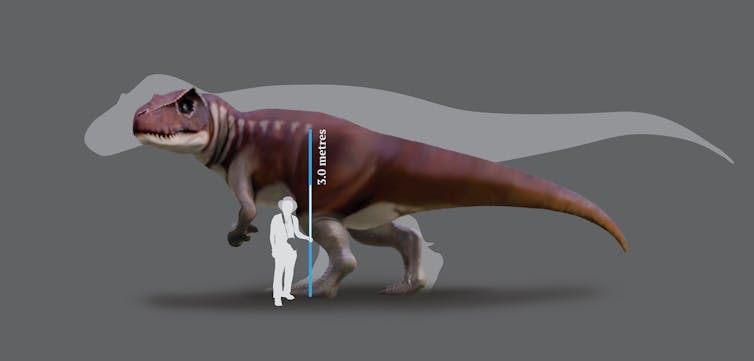 Dinosaur footprints show predators as big as _T. rex_ stomped across Australia 160 million years ago