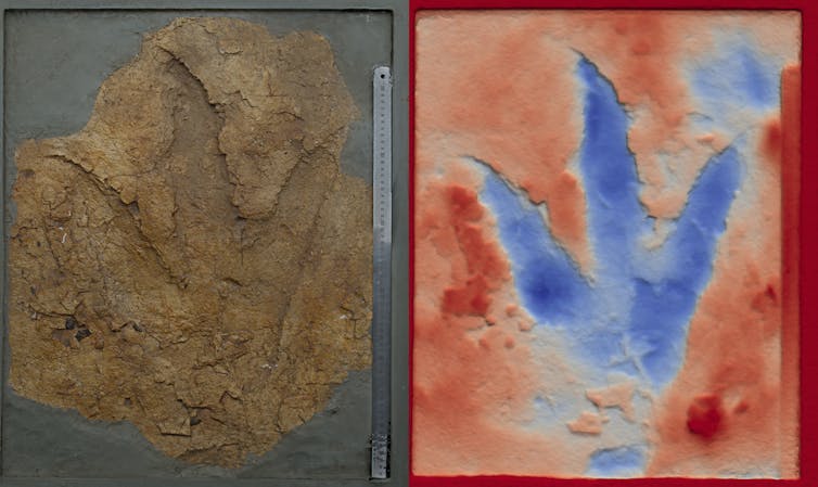 Dinosaur footprints show predators as big as 'T. rex' stomped across Australia 160 million years ago