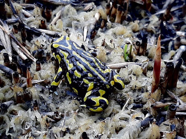 Our field cameras melted in the bushfires. When we opened them, the results were startling