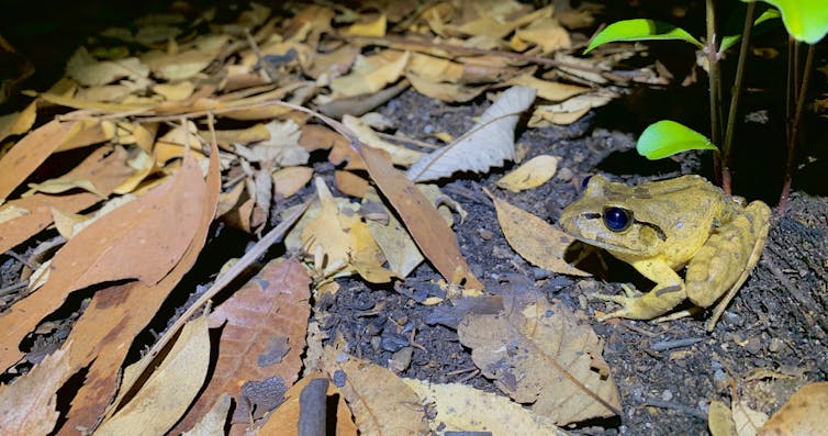 Our field cameras melted in the bushfires. When we opened them, the results were startling