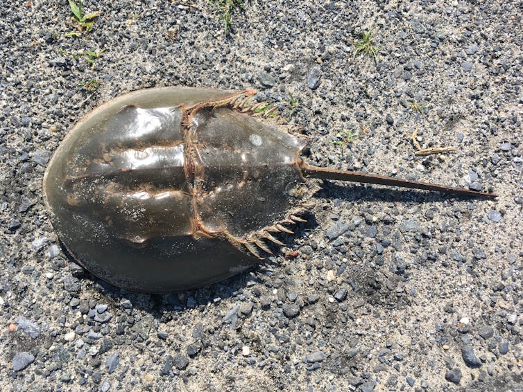 we mapped half a billion years of horseshoe crabs to save them from blood harvests