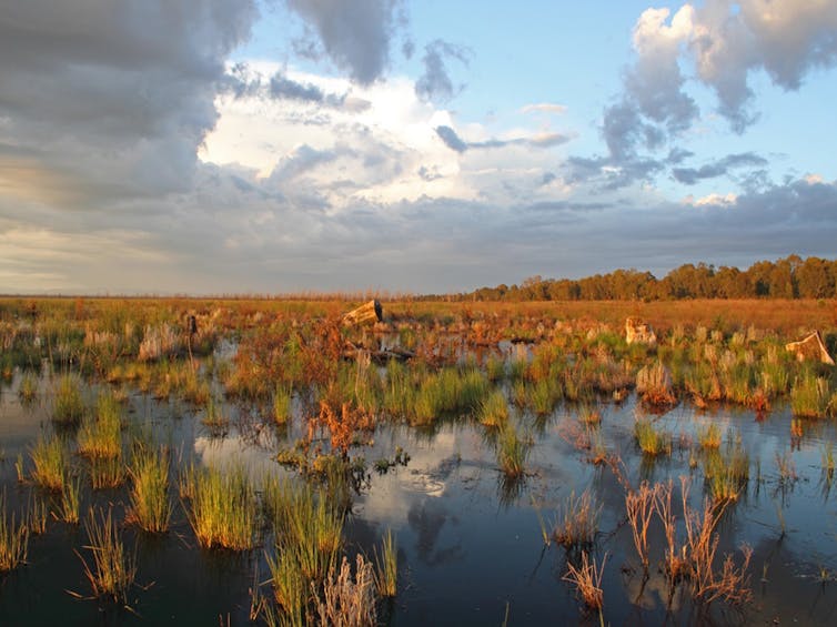 the success story of the Winton Wetlands