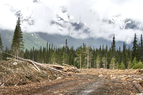 How forest loss has changed biodiversity across the globe over the last 150 years