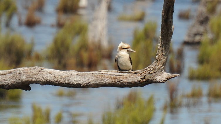 Restoring a gem in the Murray-Darling Basin: the success story of the Winton Wetlands