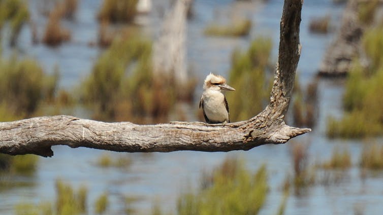 the success story of the Winton Wetlands