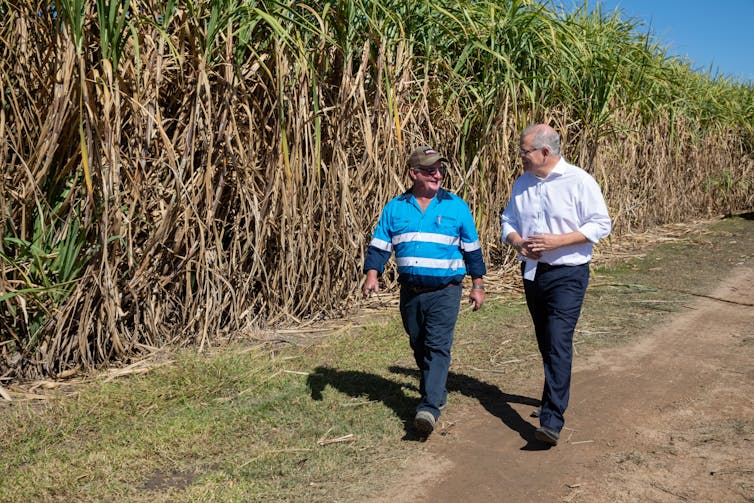 Ban on toxic mercury looms in sugar cane farming, but Australia still has a way to go