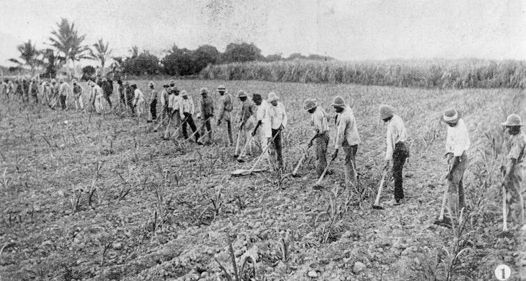 Ban on toxic mercury looms in sugar cane farming, but Australia still has a way to go