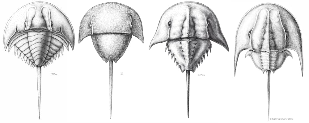 Living fossils': we mapped half a billion years of horseshoe crabs to save  them from blood harvests