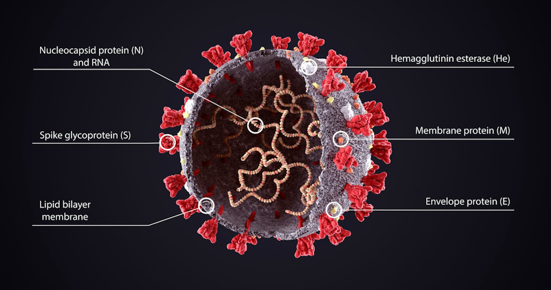 coronavirus spike protein