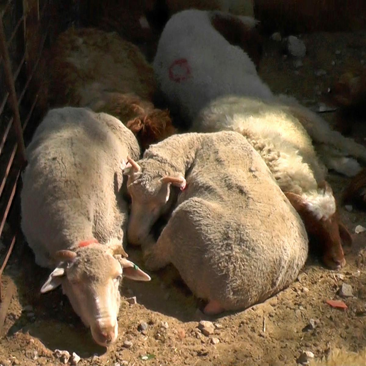 Can live animal export ever be humane?