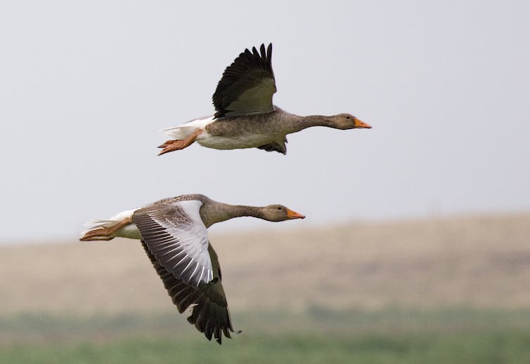 Two greylay geese flying above a landscape.