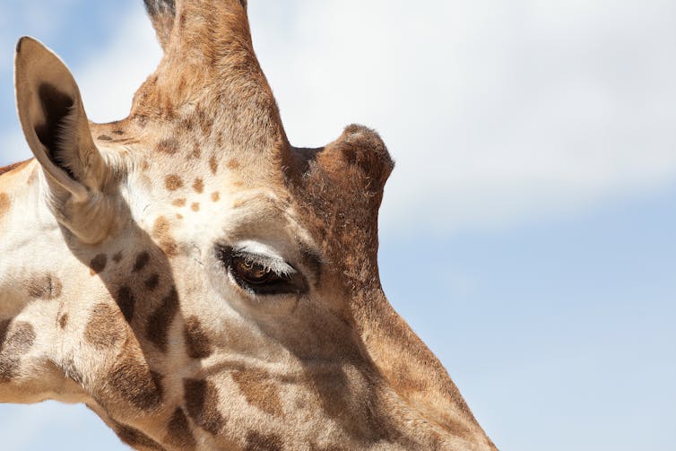 Curious Kids: why are our top eyelashes longer than our bottom eyelashes?