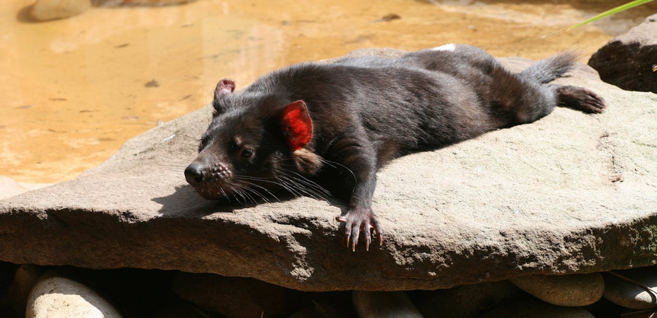 Saving Tasmanian Devils From Extinction - The New York Times
