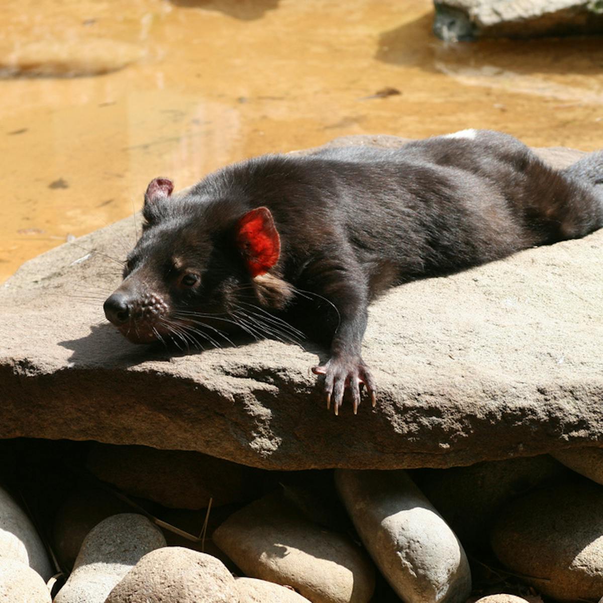 Should We Move Tasmanian Devils Back To The Mainland