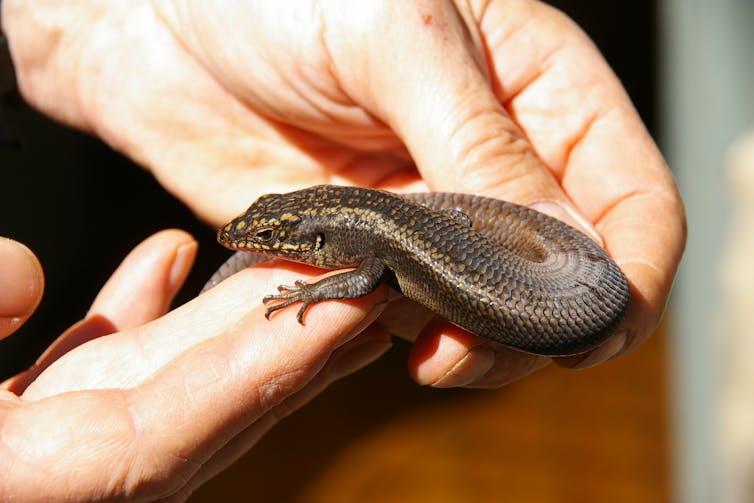 A few months ago, science gave this rare lizard a name – and it may already be headed for extinction