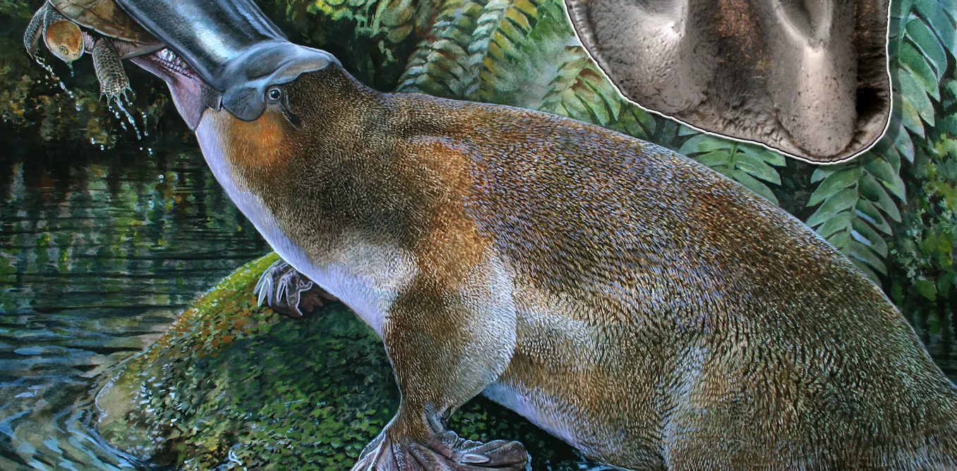 Fossil of giant platypus unearthed in Riversleigh