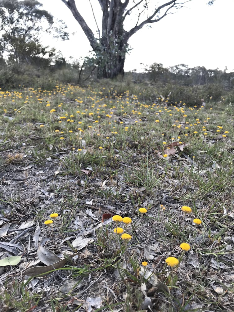 How drought-breaking rains transformed these critically endangered woodlands into a flower-filled vista