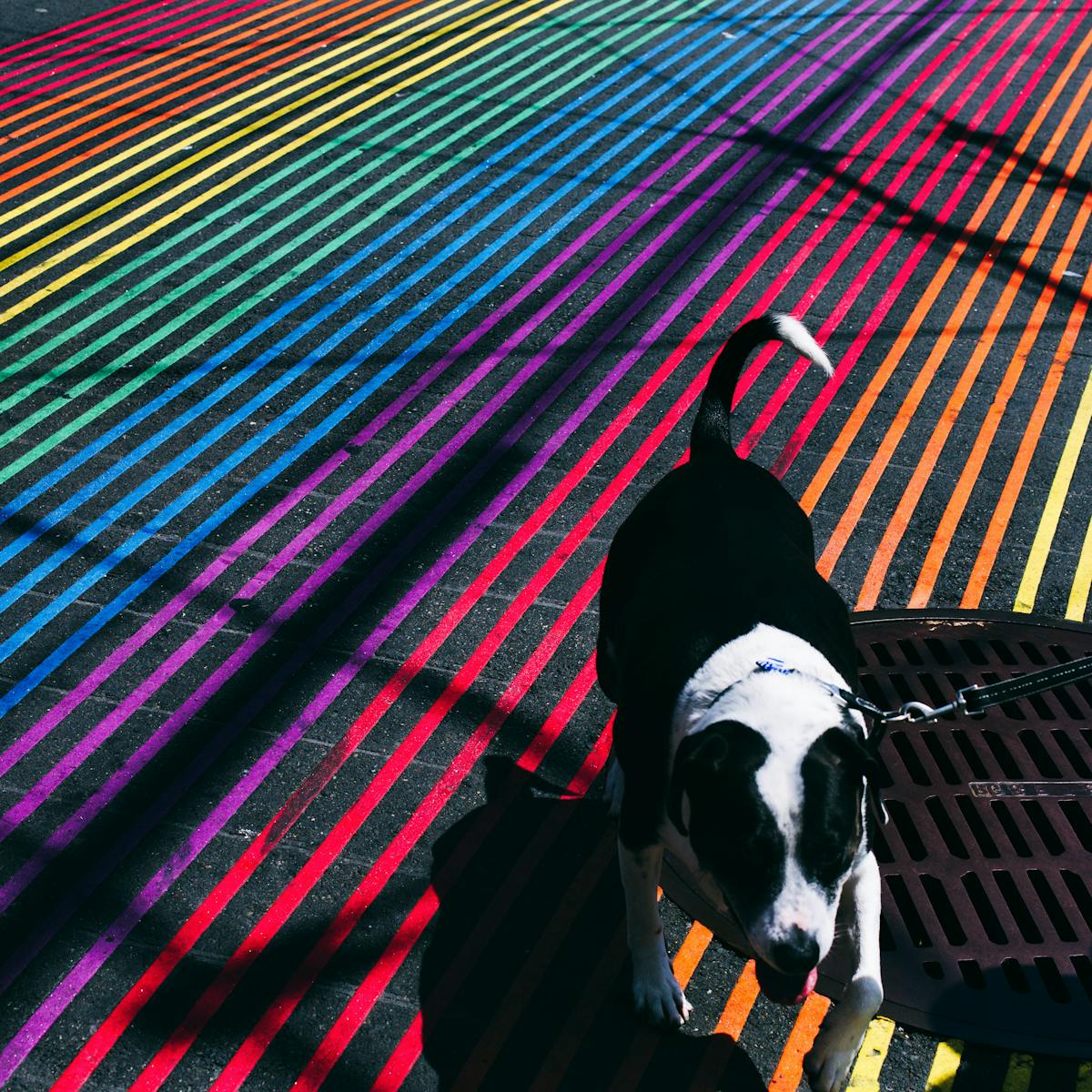 Do Dogs Really See In Just Black And White Do Dogs Really See In Just Black And White