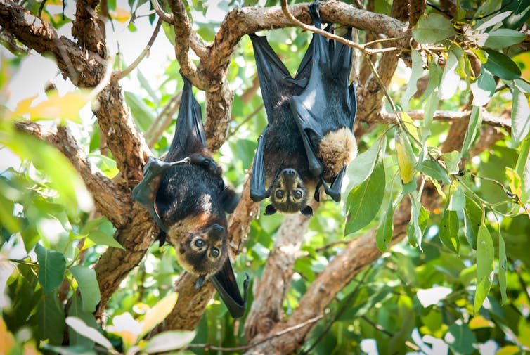 Our laws failed these endangered flying-foxes at every turn. On Saturday, Cairns council will put another nail in the coffin