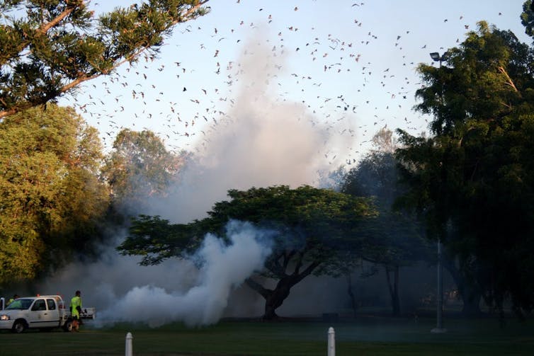 Our laws failed these endangered flying-foxes at every turn. On Saturday, Cairns council will put another nail in the coffin