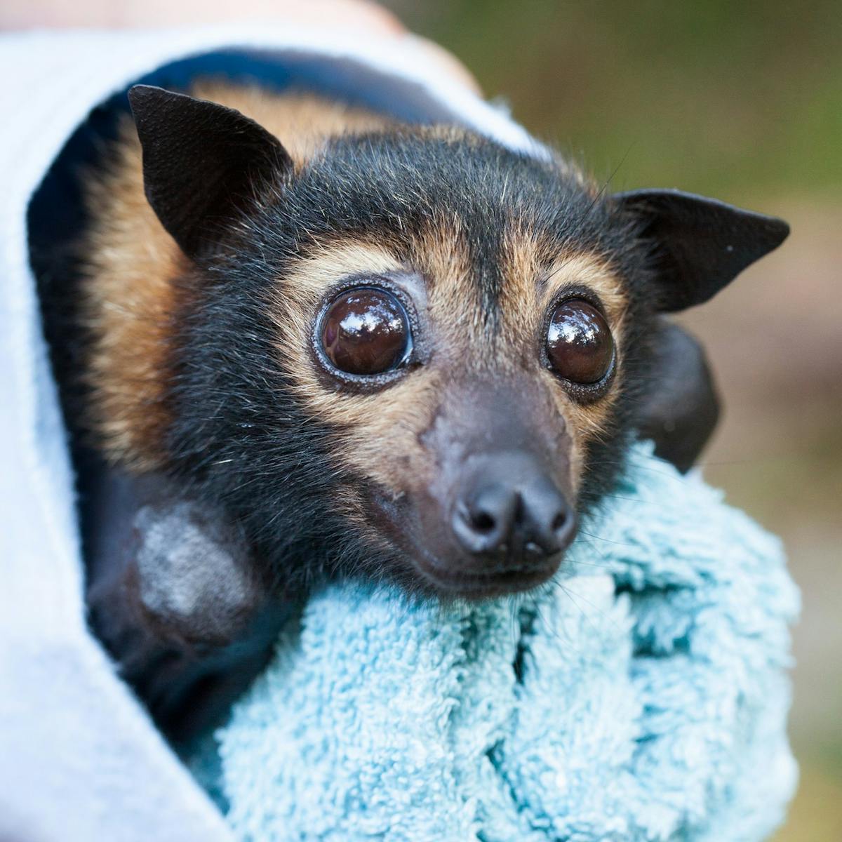 Manga Slapper af Hvert år Our laws failed these endangered flying-foxes at every turn. On Saturday,  Cairns council will put another nail in the coffin