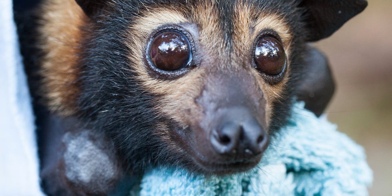 spectacled flying fox