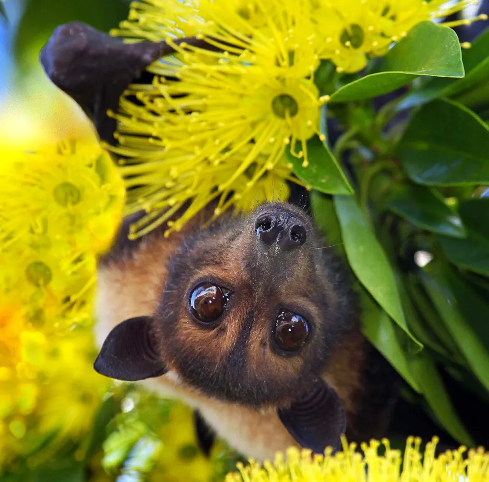 Our laws failed these endangered flying-foxes at every turn. On ...