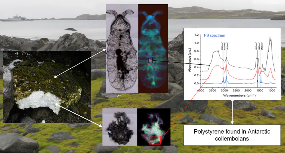 Microscopic animals are busy distributing microplastics throughout the ...