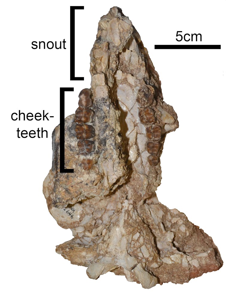 Meet the giant wombat relative that scratched out a living in Australia 25 million years ago