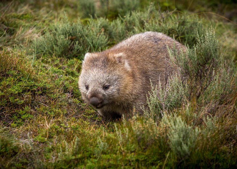 Wombats are among the most peculiar of animals. They look like a massively overgrown guinea pig with a boofy head, a waddling gait, squared-off butt, 