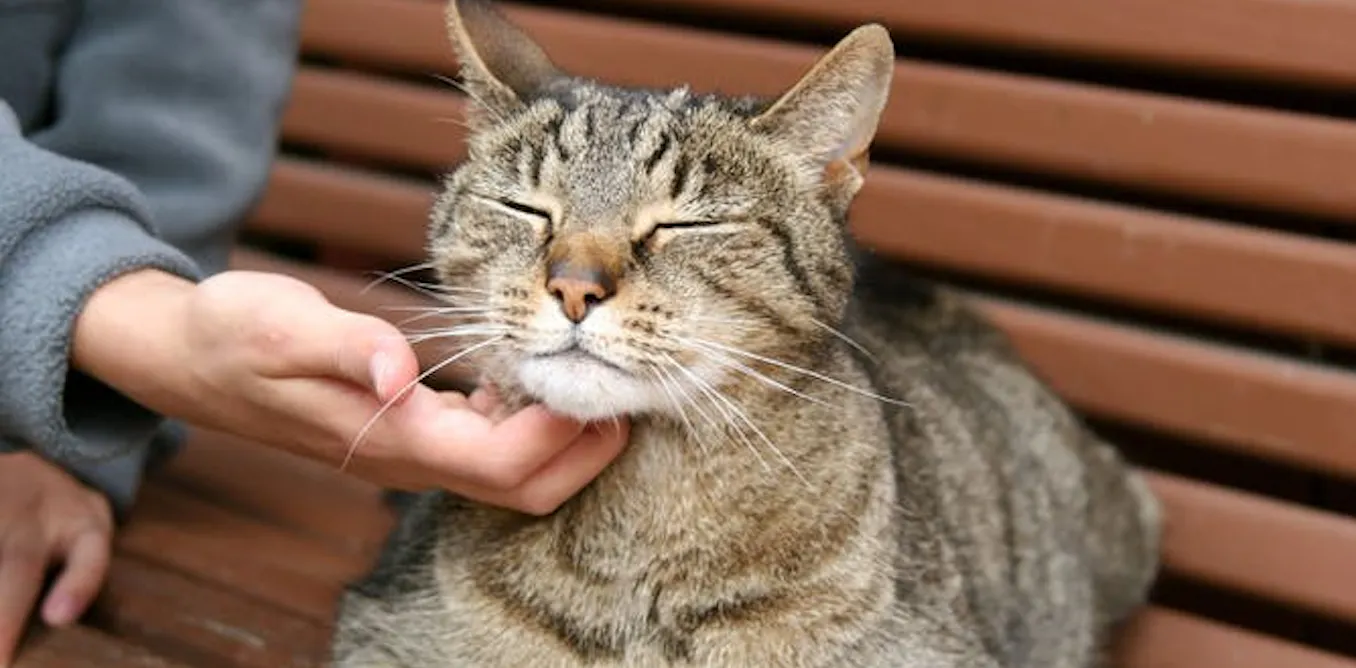 Curious Kids Bagaimana Mengetahui Apakah Kucing Anda Bahagia Dan Menyukai Anda
